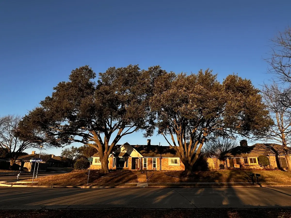 Established residential canopy tree shading a home in Los Banos