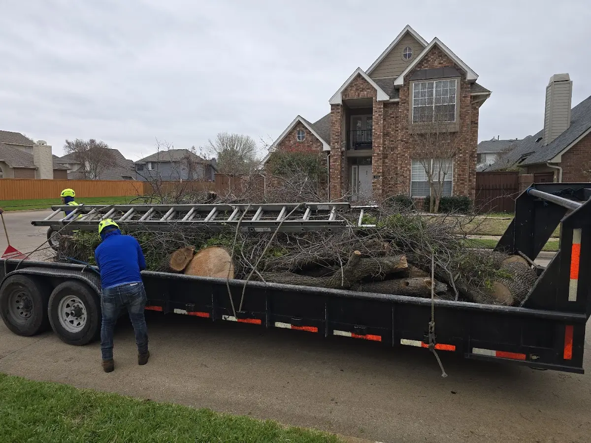 Expert Tree Removal with proper safety equipment in Los Banos